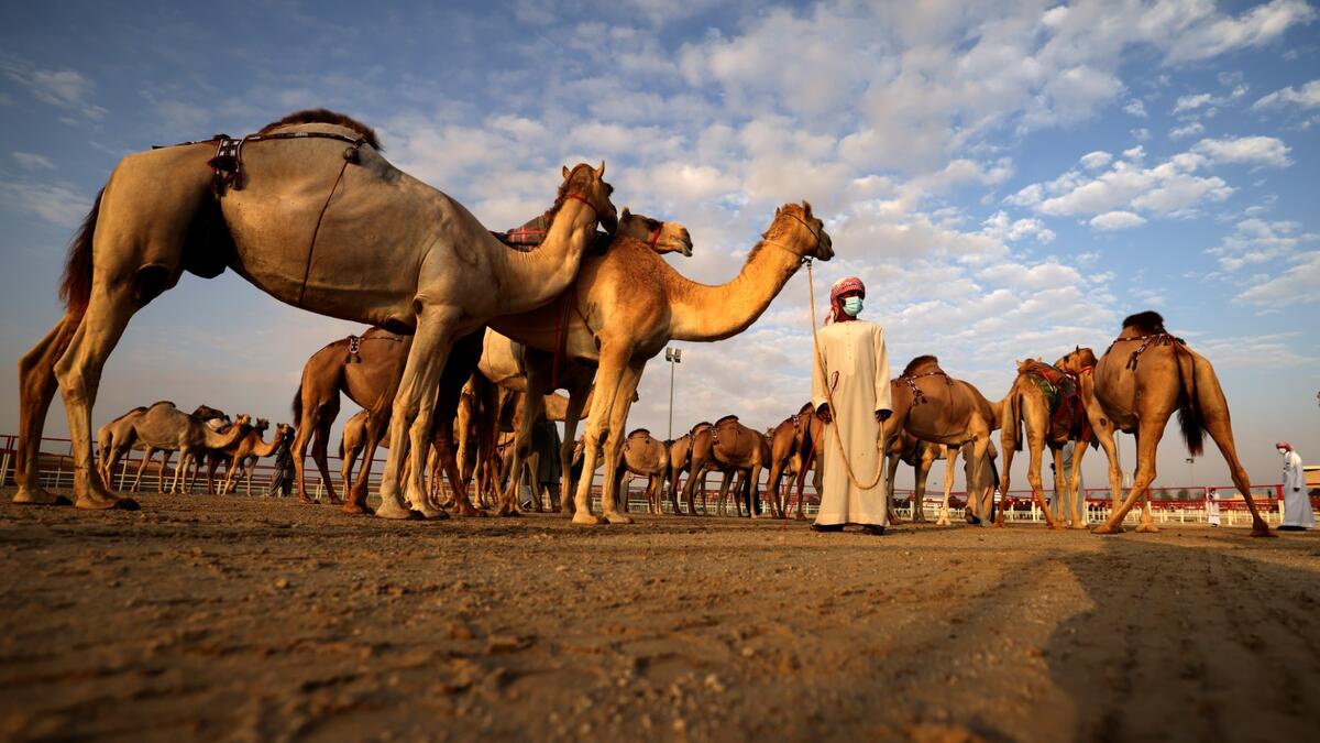 Mazayin Dhafra Camel Festival