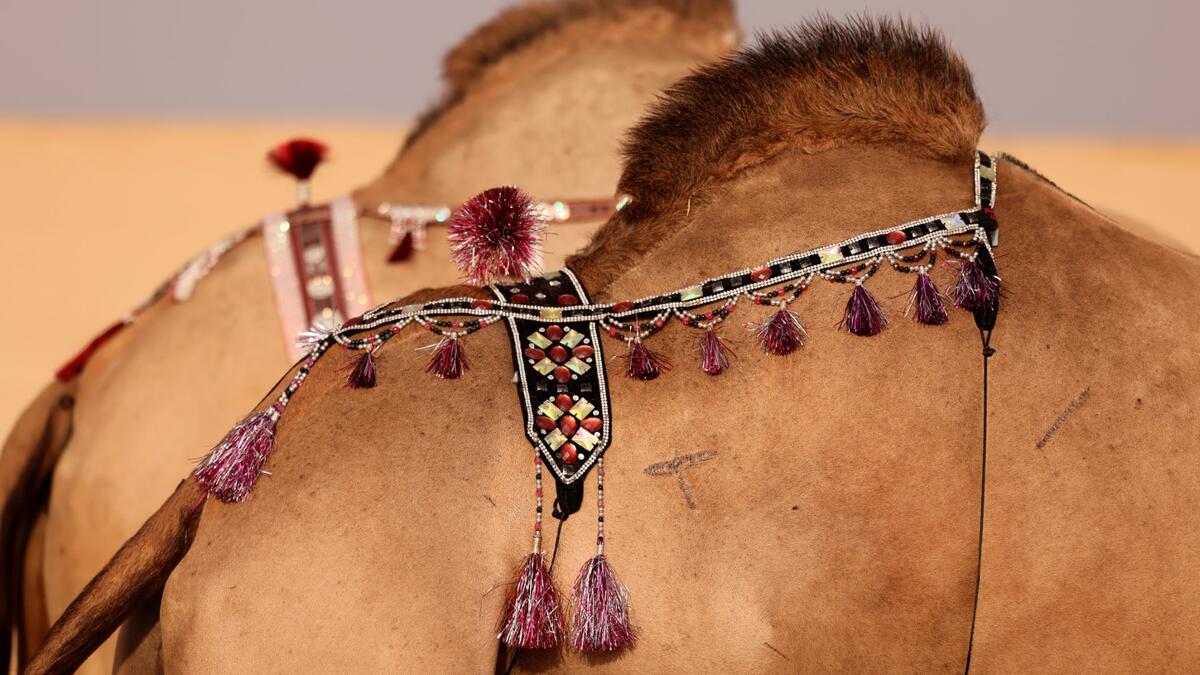 Mazayin Dhafra Camel Festival