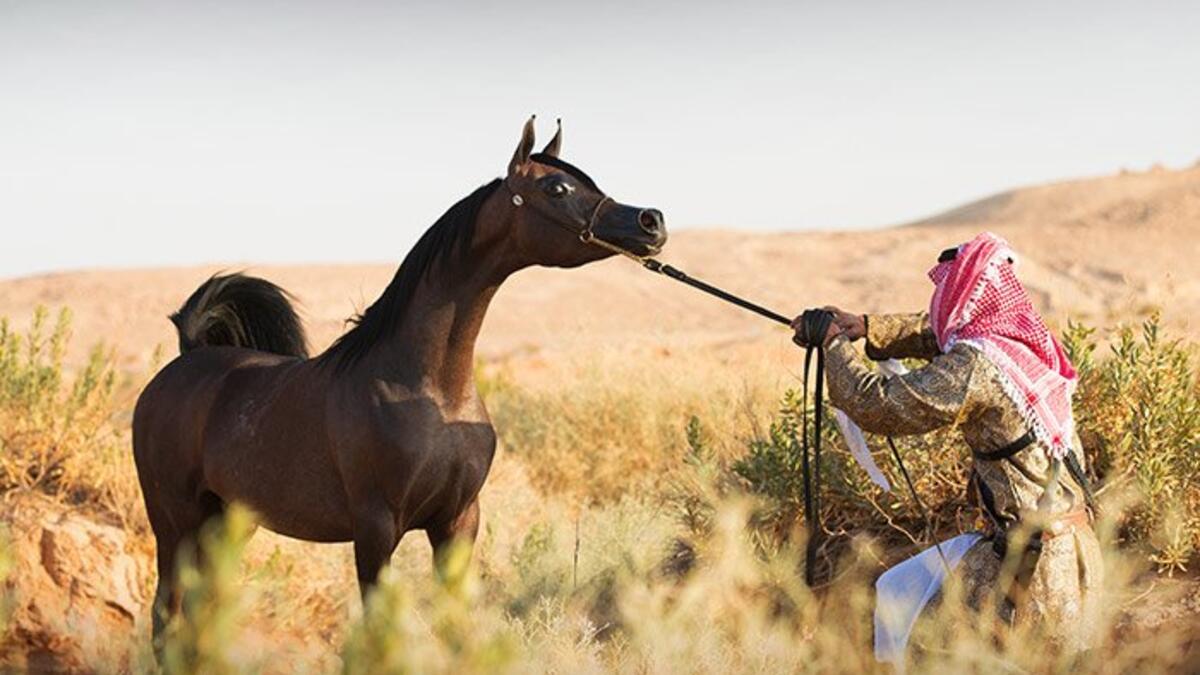رمز الخيل العربي: وهو أحد أبرز رموز العمق العربي، التي تُشير إلى الفروسيّة والشجاعة، تلك التي تمتّع به القادة  عبر العصور حتى أسسوا دولتهم.
