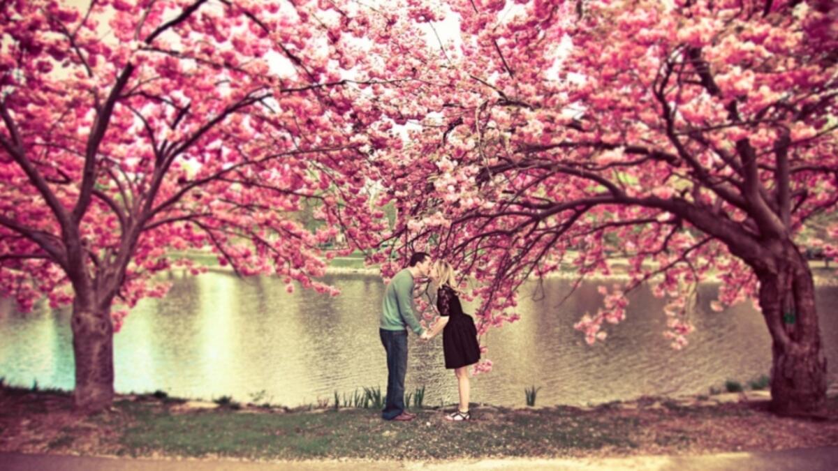 جمهورية التشيك: 14 فبراير هو التاريخ الذي سُيقبل الكثيرون شركائهم تحت شجرة زهر الكرز، يقال إن هذا التقليد يجلب الحظ السعيد للأزواج للعام المقبل.