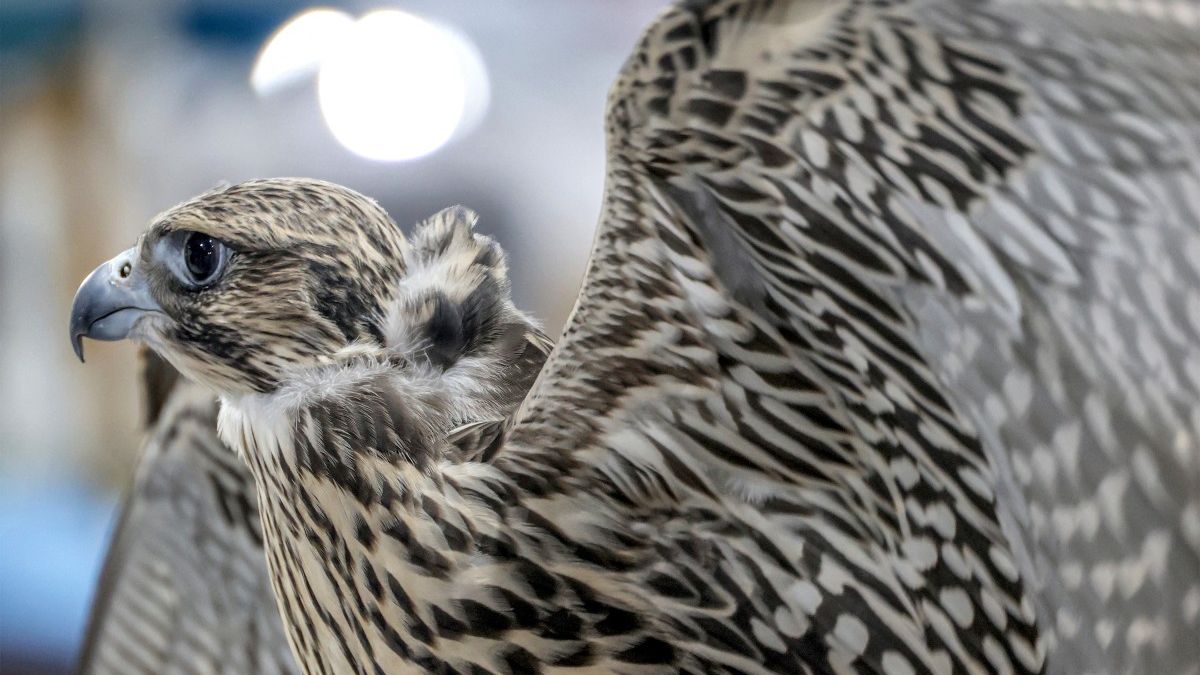 Dr. Zubair Medammal, a scholar who has extensively studied falcons and served as a key speaker at the event, emphasized the importance of falcons in Arab tradition and culture. He noted that these birds are under serious threat of extinction and require extra care. The love for falcons among Kuwaitis is well-documented, as they actively preserve this tradition through raising and using falcons for hunting.(photo by afp)