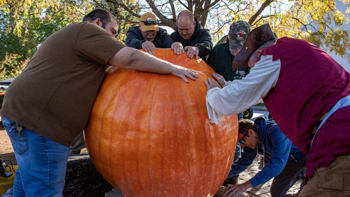 Despite falling short of the world record he set last year with a 2,749-pound (1,247-kilogram) gourd, Gienger, 44, expressed pride in his victory, remarking on the challenging weather conditions. A cold fall with record-breaking rain made it difficult to achieve optimal growth, but his focus on healthy soil and well-fed plants paid off in the end.(photo by afp).
