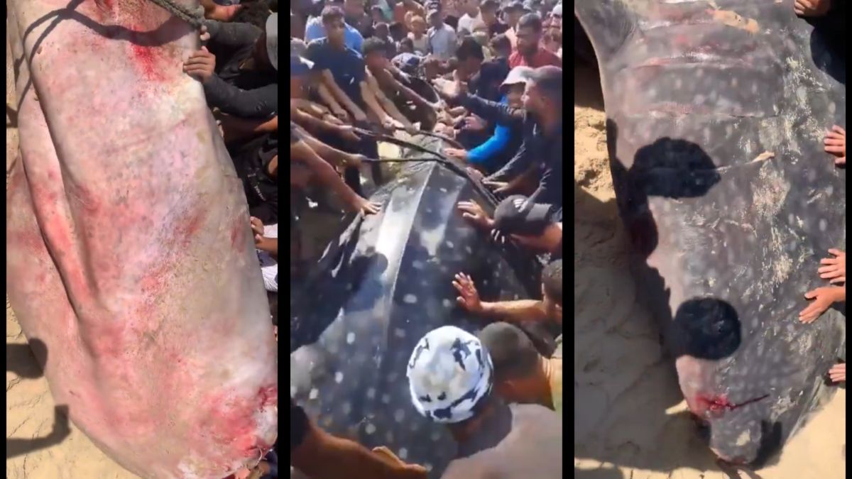 Rare Video in Gaza: Giant 2-Ton whale shark pulled from the Mediterranean
