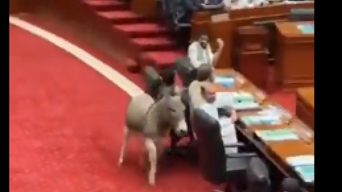 Donkey storms Pakistan’s senate, leaving lawmakers in stitches