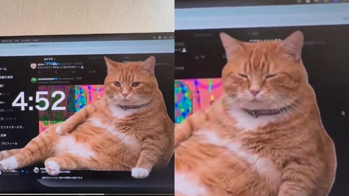 Cat