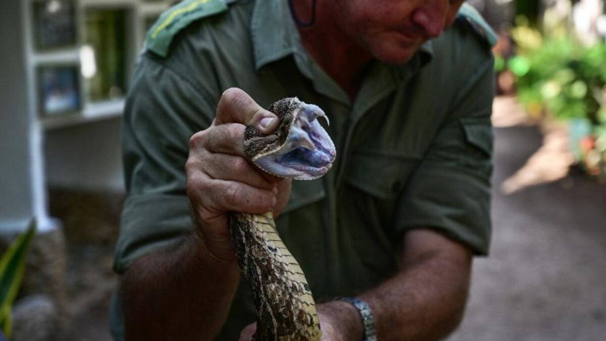 The herpetologist and director of the Bio-Ken Snake Farm, Royjan Taylor, holds a freshly caught puff-adder prior to milk its venom on February 13, 2019, in the Kenya's coastal town of Watamu, Kilifi county. 
TONY KARUMBA / AFP