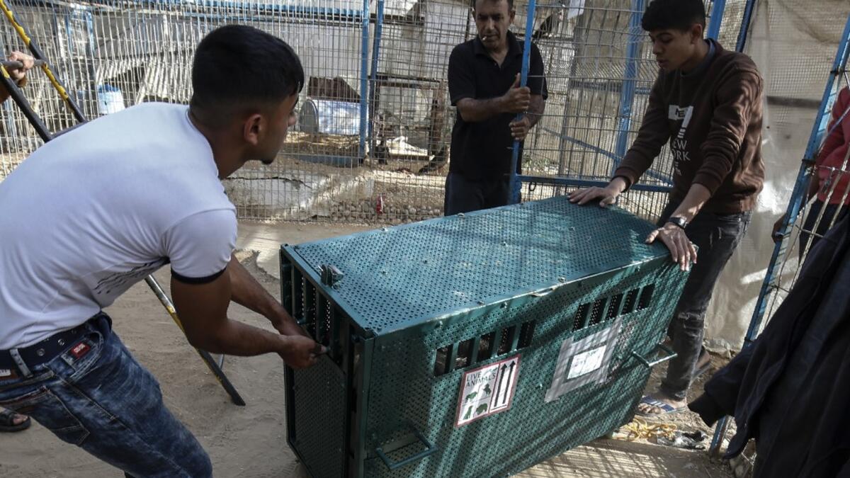 The zoo hit the headlines in February this year when the cash-strapped owner revealed he had declawed one of the lions there, so that customers could pay to play with her.
SAID KHATIB / AFP