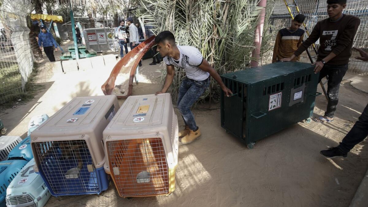 Palestinian zoo workers and members of the international animal welfare charity "Four Paws" transport cages containing animals at a zoo in Rafah in the southern Gaza Strip, during the evacuation by the organisation of animals from the Palestinian enclave to relocate to sanctuaries in Jordan, on April 7, 2019. 
SAID KHATIB / AFP