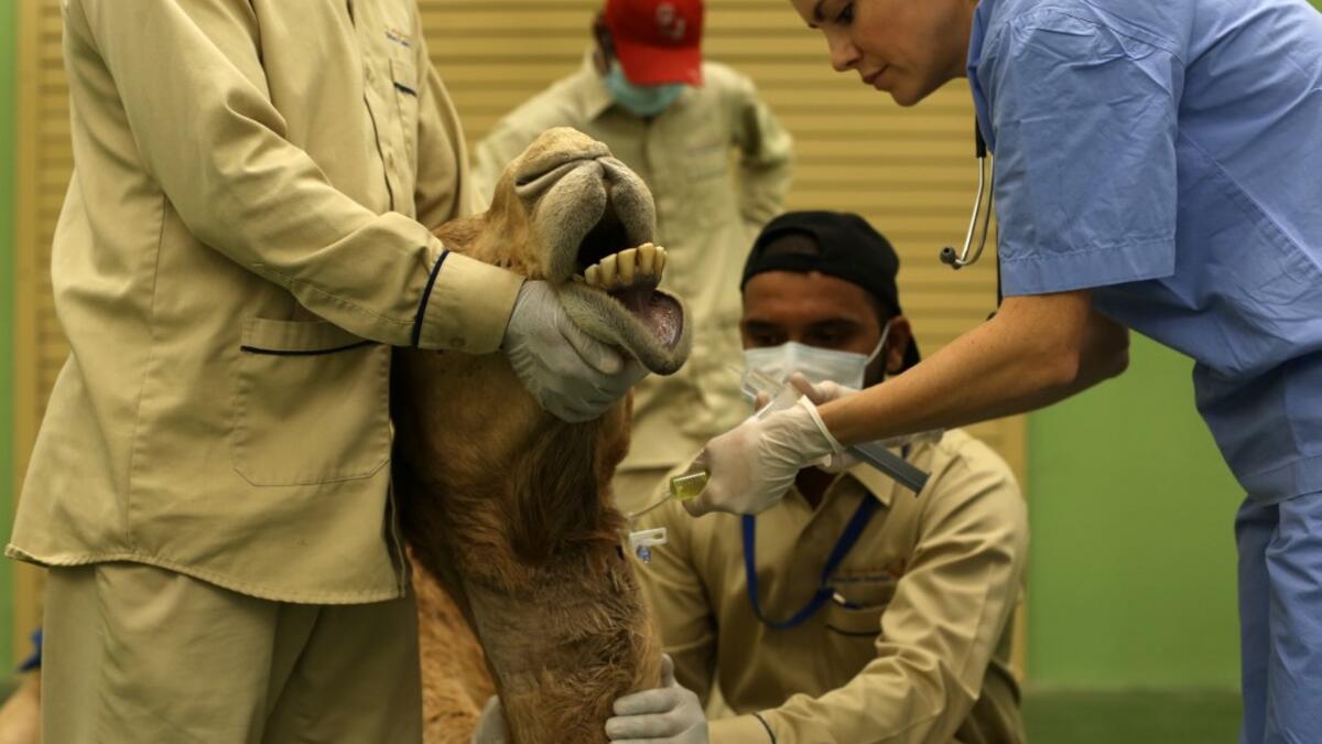 A vet treats a camel at the 40 million-Dirhams Dubai Camel Hospital in Dubai.The hospital can admit 
up to 20 camels. Camels are a part of Emirati culture and tradition.
PATRICK BAZ / Dubai Media Office / AFP-Services