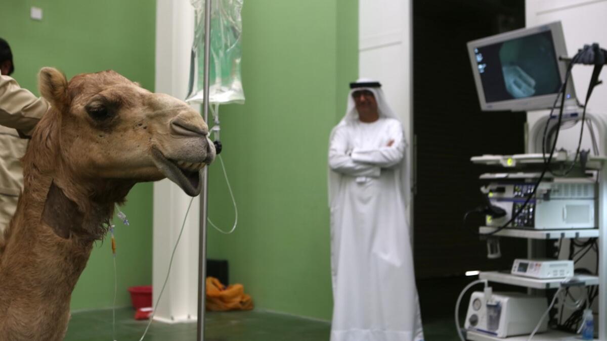 A camel waits to be treated at the 40 million-Dirhams Dubai Camel Hospital in Dubai.The hospital can admit up to 20 camels. 
PATRICK BAZ / Dubai Media Office / AFP-Services