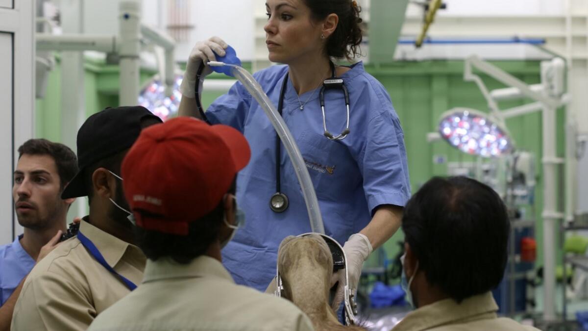 A camel is undergoing a radioscopy before its surgery at the 40 million-Dirhams Dubai Camel Hospital in Dubai.The hospital can admit up to 20 camels. Camels are a part of Emirati culture and tradition.
PATRICK BAZ / Dubai Media Office / AFP-Services