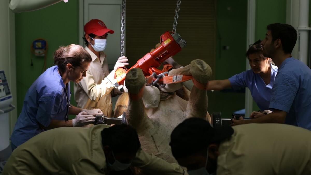 A camel is undergoing a surgery at the 40 million-Dirhams Dubai Camel Hospital in Dubai.The hospital can admit up to 20 camels. Camels are a part of Emirati culture and tradition.
PATRICK BAZ / Dubai Media Office / AFP-Services