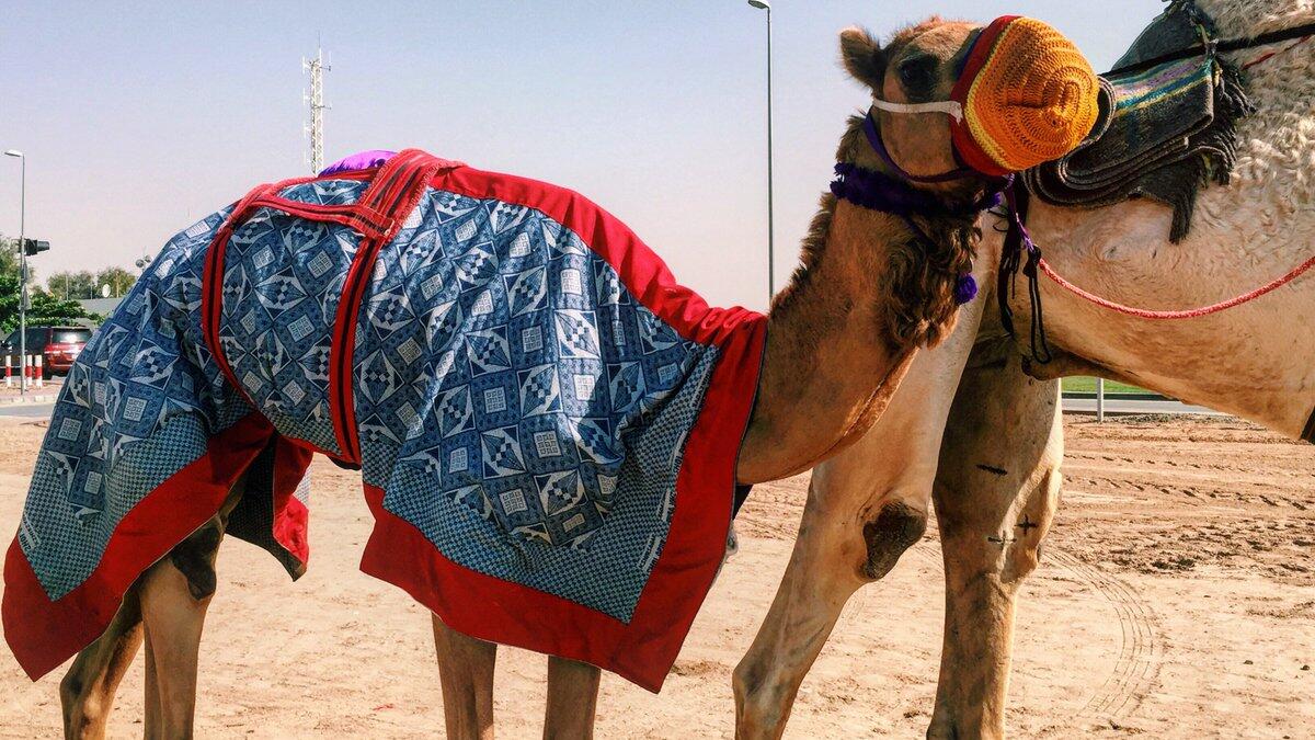 A participant in Dubai's camel festivals. There, camels race and win beauty contests (Twitter)