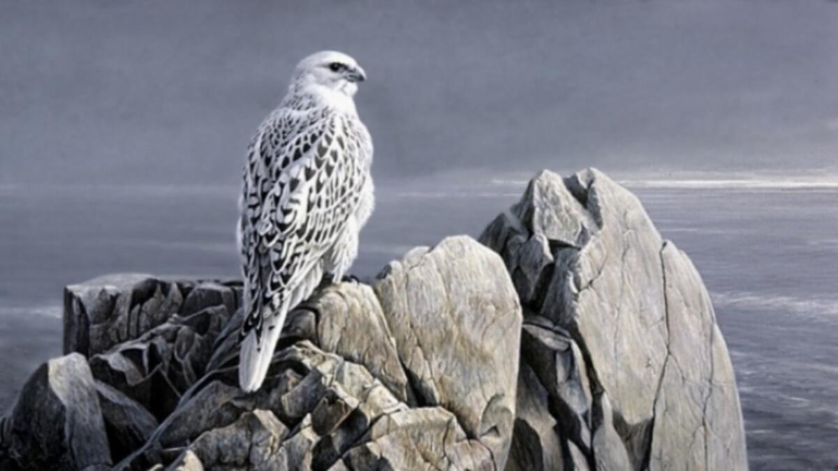 purebred gyrfalcon
