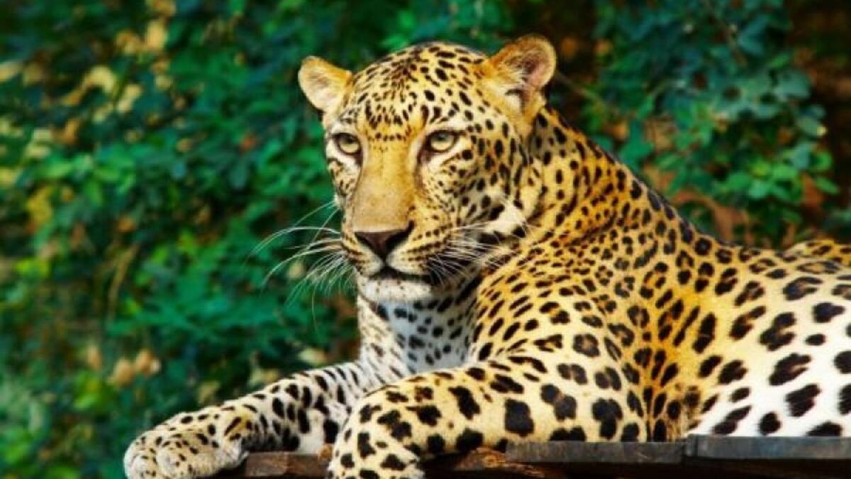 leopard