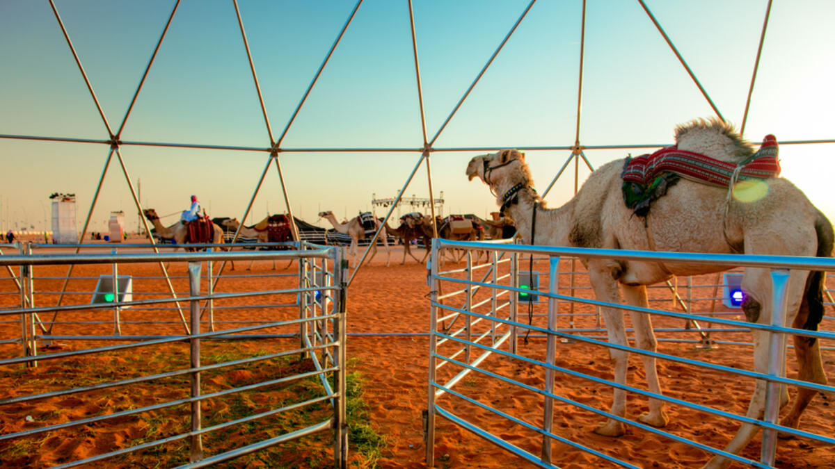 A participant in one of the Dubai camel festivals (Shutterstock/File Photo)