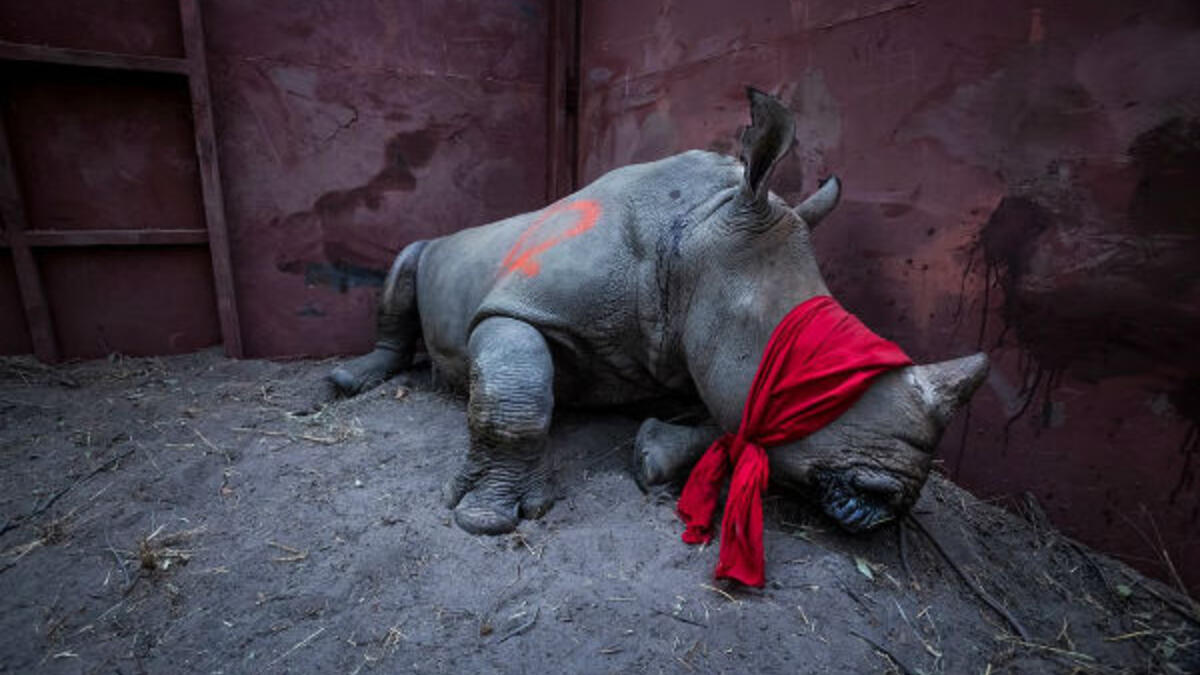 حملت عنوان "في انتظار الحرية" - للمصور "نيل ألدريدج" - جنوب أفريقيا