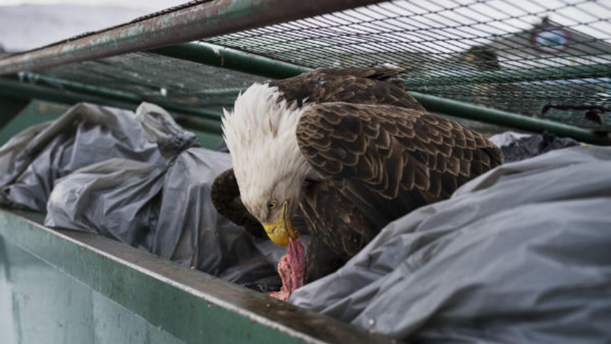 حملت عنوان –غواص القمامة – للمصور "كوري أرنولد" الولايات المتحدة الأمريكية