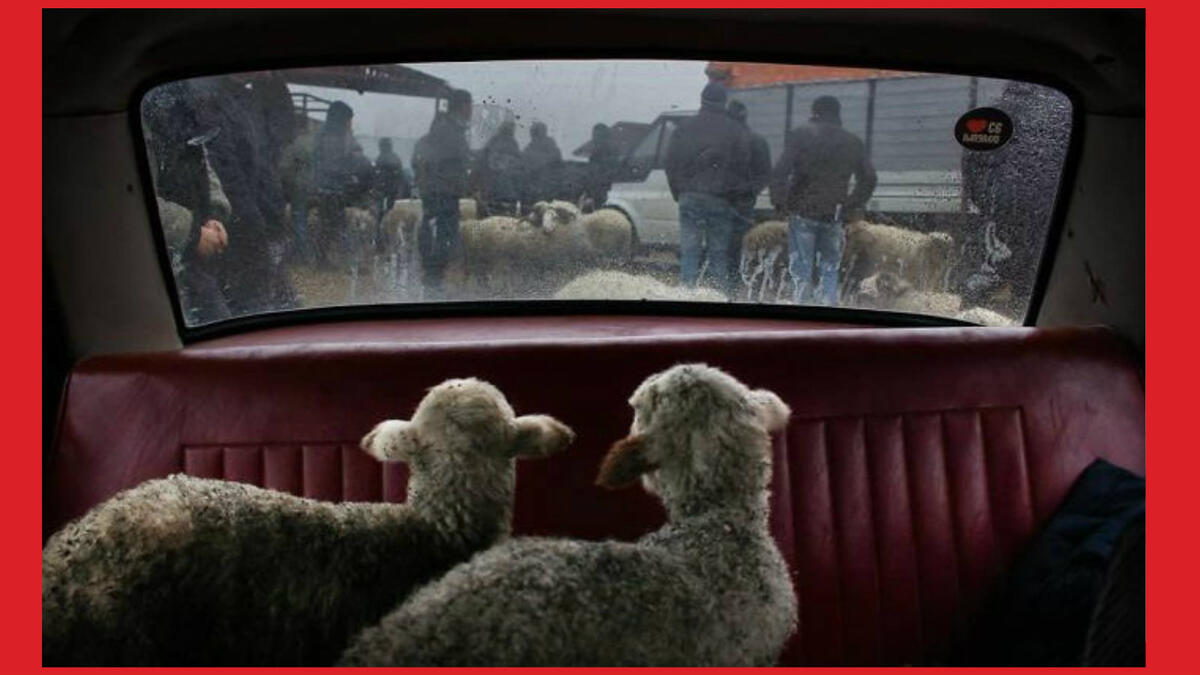 للمصور الأمريكي "ديفيد غوتنفيلدر" - زوج من الخرفان وهما يحدقان خارج نافذة سيارة في سوق للماشية في مارنولي بجورجيا.