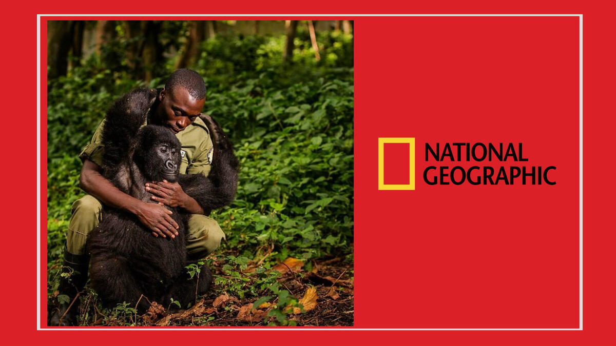 الصور المتأهلة للمراحل النهائية: للمصورة الأمريكية "إيمي فيتالي" – للغوريلا Matabishi اليتيمة والتي تعيش في المحميات الوطنية بالكونغو.