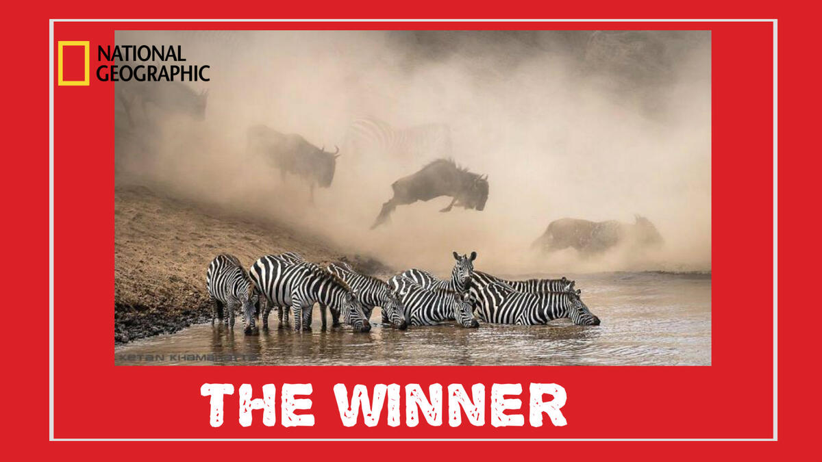 الصورة الفائزة: المصور الهندي "كيتان خامبهاتتا" – محمية ماساي مارا الوطنية في كينيا - مجموعة من حيوانات الحمار الوحشي وهي تبحث عن التماسيح في حين تقفز خلفها الثيران البرية في النهر.
