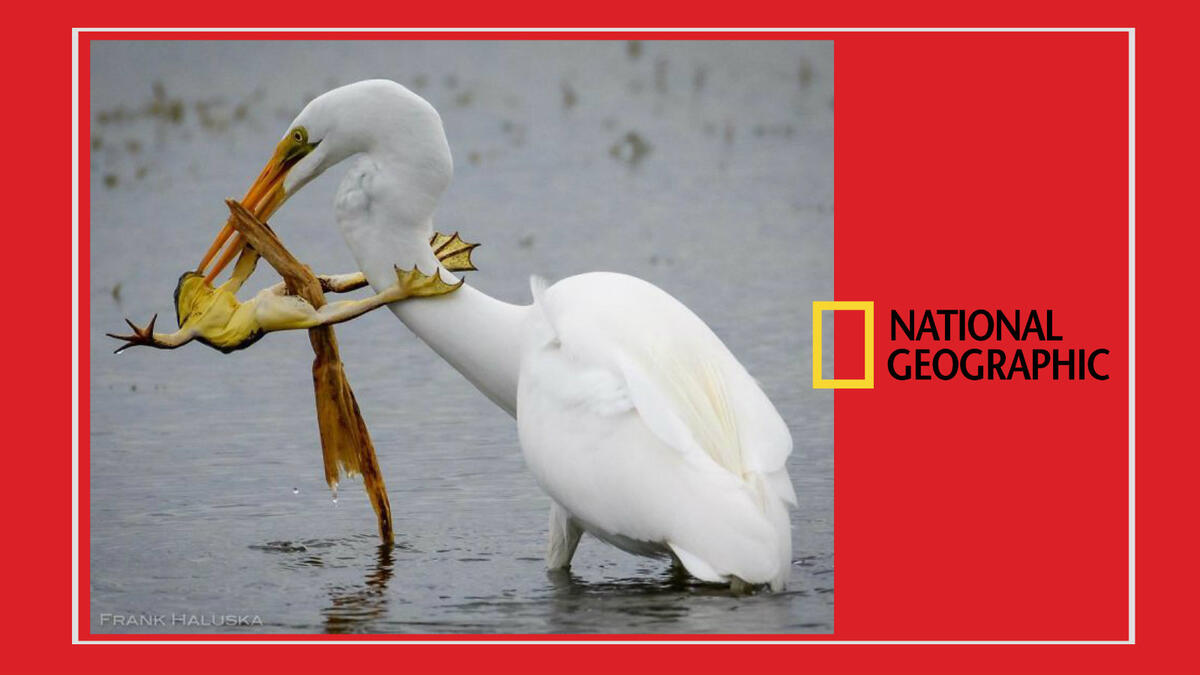 للمصور الأمريكي "كوري ريتشاردز" - لحظة غريبة ومُربكة من شجار حاد بين ضفدع وإوزة.