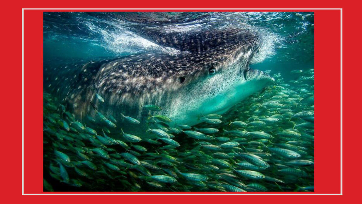 للمصورة المكسيكية "كريستينا ميترميير" – قرش الحوت الضخم وهو محاط بأسراب من سمك السردين.