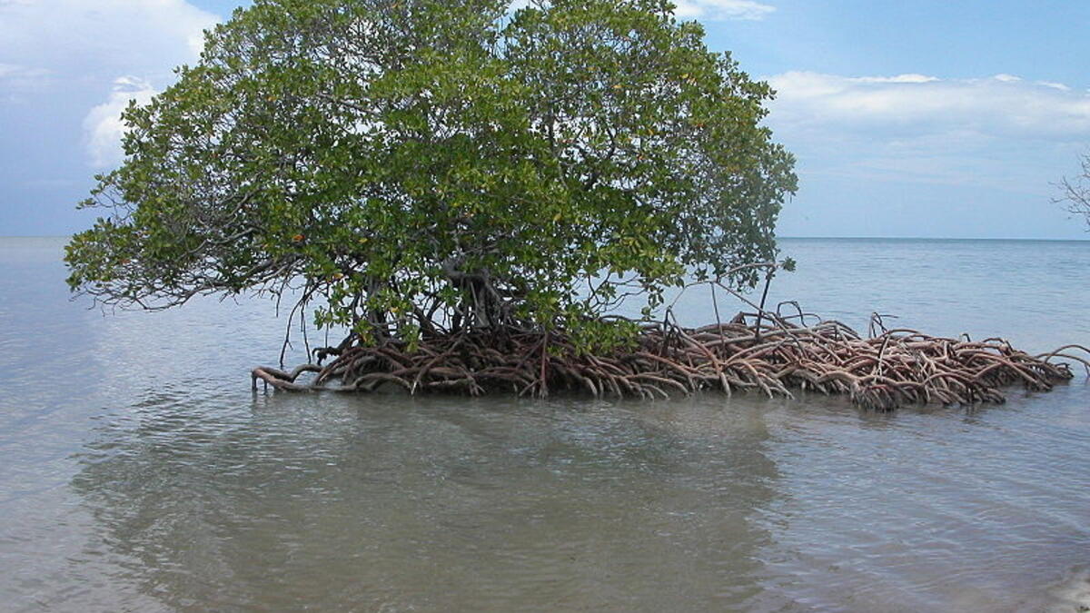 الحياة البحرية الغنية والتنوع البيولوجي الذي يتمثل في مساحات واسعة من أشجار المنغروف، وعدد كبير من السلاحف الصقرية.