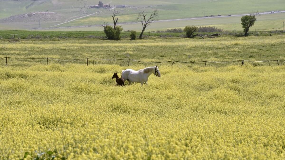 Horses are seen in a field at a horse breeding farm, one of the oldest and largest farm in the Algeria, perched on the high plateaux in the country's Tiaret region, 300 Kilometres west of Algiers on April 24, 2018. 
RYAD KRAMDI / AFP