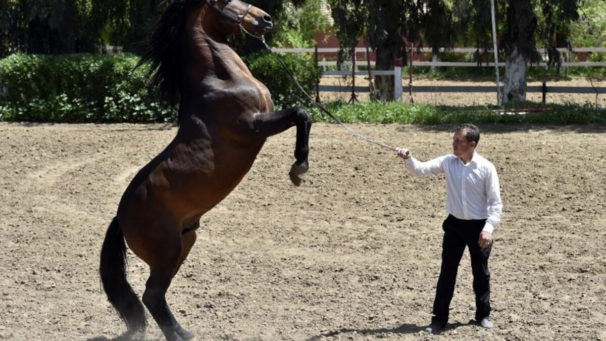 A trainer works with a horse at a horse breeding farm, one of the oldest and largest farm in the Algeria, perched on the high plateaux in the country's Tiaret region, 300 Kilometres west of Algiers on April 24, 2018. 
RYAD KRAMDI / AFP