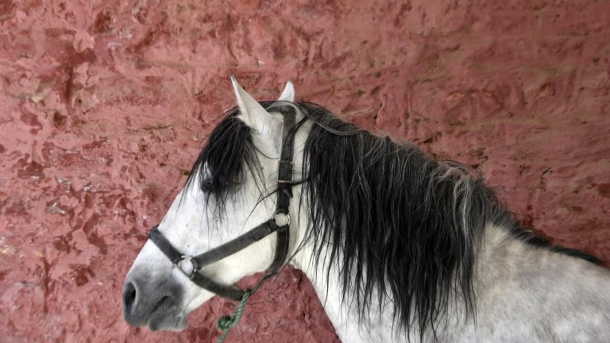 A horse waits for horseshoes to be installed at a horse breeding farm, one of the oldest and largest farm in Algeria, perched on the high plateaux in the country's Tiaret region, 300 Kilometres west of Algiers, on April 24, 2018. 
RYAD KRAMDI / AFP