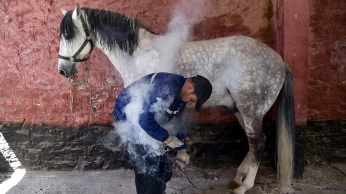 Algerian farrier Meddah Larbi installs a horseshoe onto a horse at a horse breeding farm, one of the oldest and largest farm in Algeria, perched on the high plateaux in the country's Tiaret region, 300 Kilometres west of Algiers, on April 24, 2018. 
RYAD KRAMDI / AFP