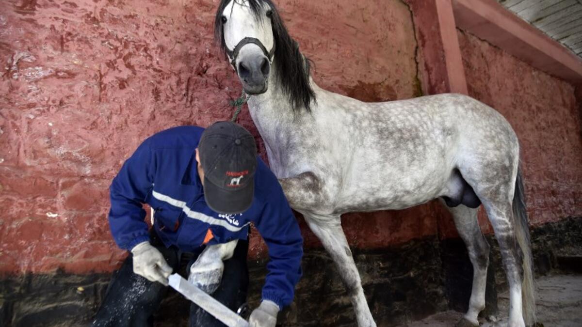 Algerian farrier Meddah Larbi installs a horseshoe onto a horse at a horse breeding farm, one of the oldest and largest farm in Algeria, perched on the high plateaux in the country's Tiaret region, 300 Kilometres west of Algiers, on April 24, 2018. 
RYAD KRAMDI / AFP
