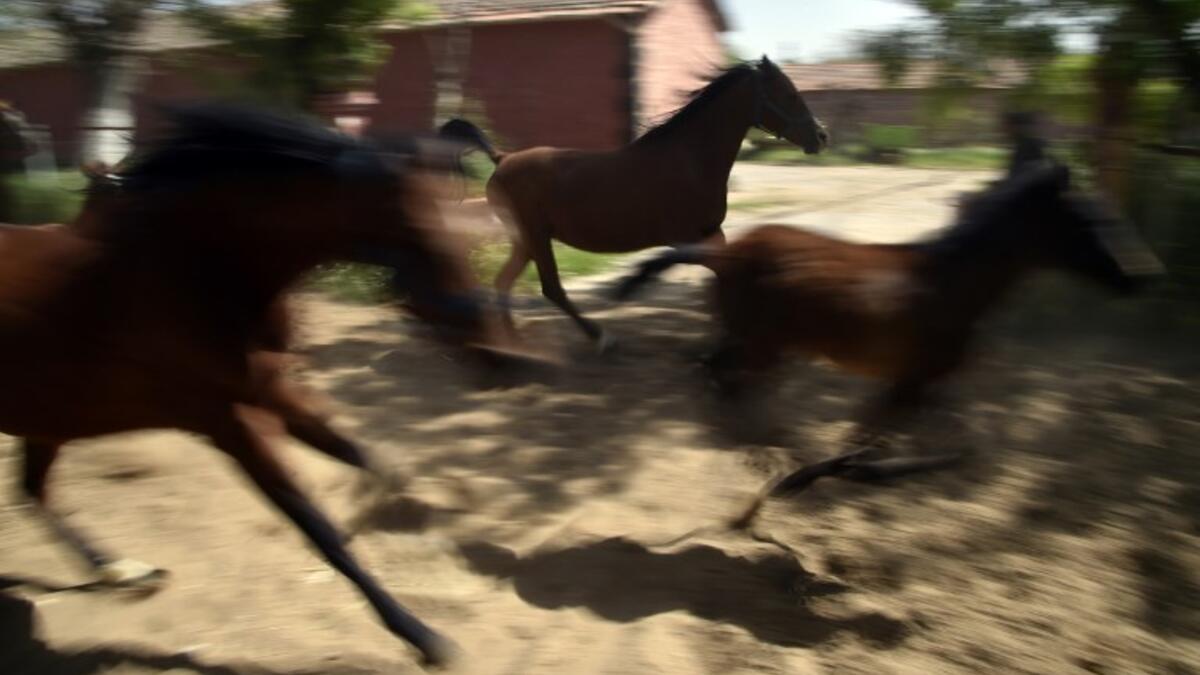 Horses run at a horse breeding farm, one of the oldest and largest farm in the Algeria, perched on the high plateaux in the country's Tiaret region, 300 Kilometres west of Algiers on April 24, 2018. 
RYAD KRAMDI / AFP