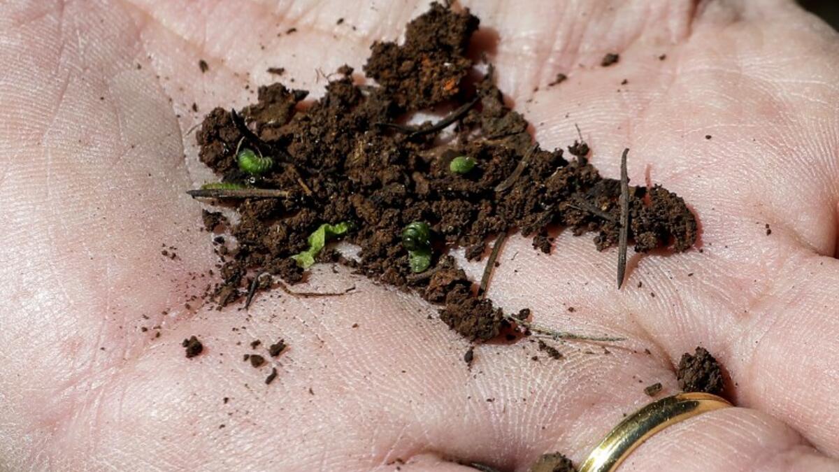 Nabil Nemer, a Lebanese entomologist and ecologist, holds in his palm Cephalcia tannourinensis wood wasps, which attack and chew on cedar spring buds leaving them a burned reddish-brown, at the Cedars Reserve Forest of Tannourine, in the Lebanon mountains. 
JOSEPH EID / AFP