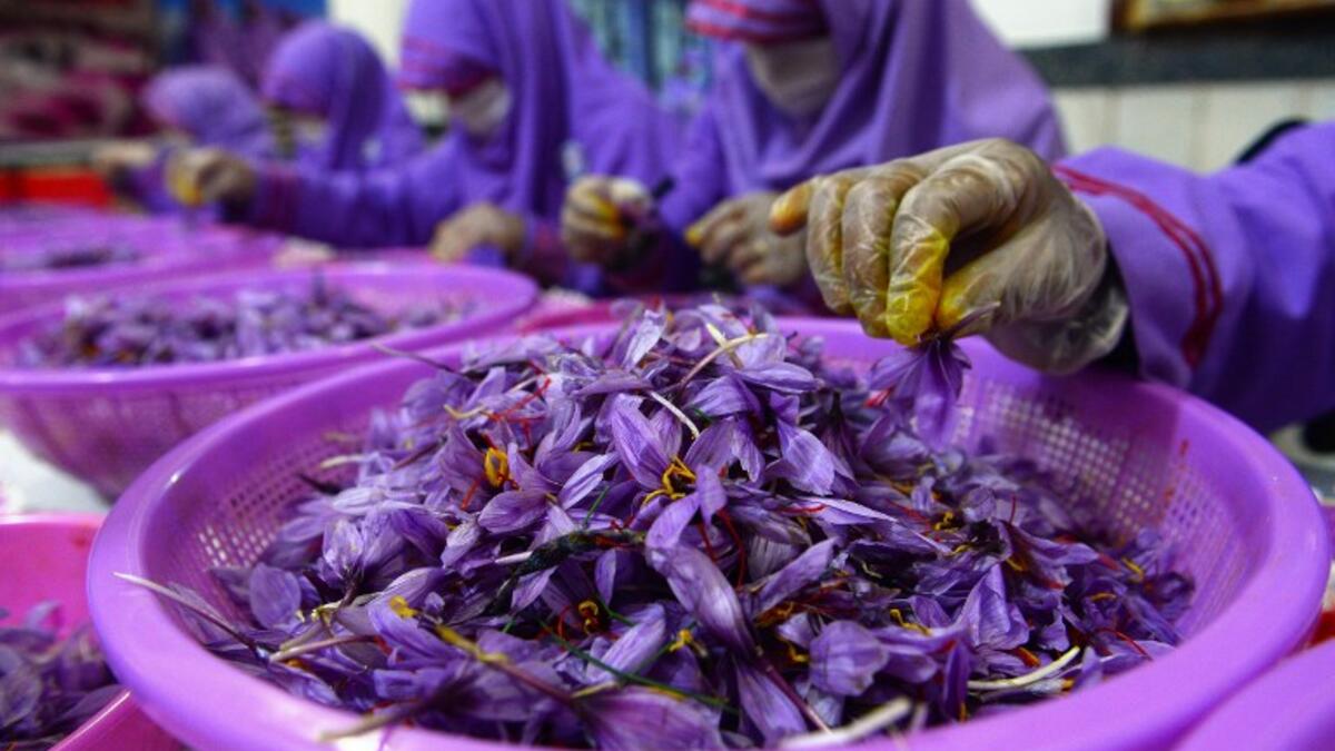 In this photograph, Afghan workers separate saffron threads from harvested flowers at a processing centre in Herat province. 
HOSHANG HASHIMI / AFP