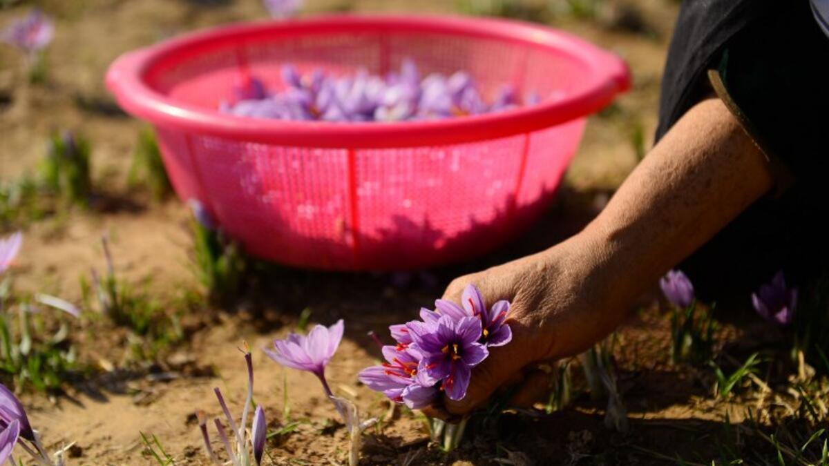 In this photograph, Afghan women harvest saffron flowers in a field on the outskirts of Herat province.
HOSHANG HASHIMI / AFP