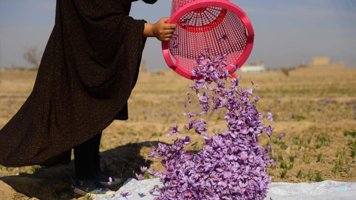 In this photograph, an Afghan worker sorts harvested saffron flowers in a field on the outskirts of Herat province. 
HOSHANG HASHIMI / AFP