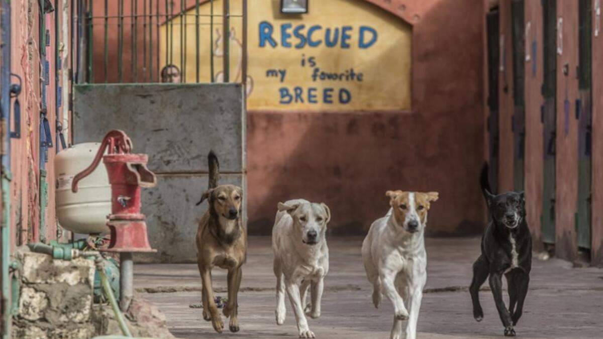 Rescued dogs run at the HOPE shelter for stray dogs in the village of Abusir, about 20 kilometres southwest of the Egyptian capital Cairo 
Khaled DESOUKI / AFP