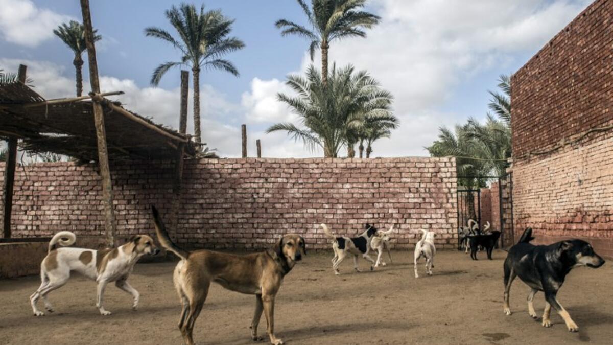 Rescued dogs roam in a courtyard at the HOPE shelter for stray dogs in the village of Abusir, about 20 kilometres southwest of the Egyptian capital Cairo
Khaled DESOUKI / AFP