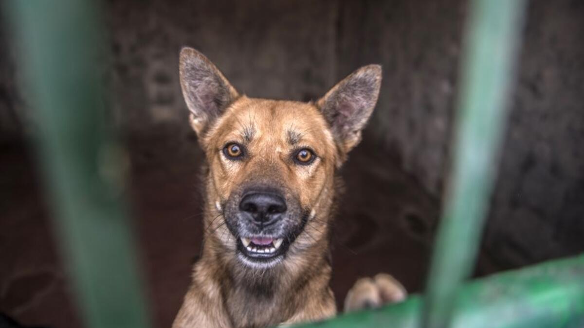 A dog stands up behind metal bars in an enclosure at the HOPE shelter for stray dogs in the village of Abusir
Khaled DESOUKI / AFP