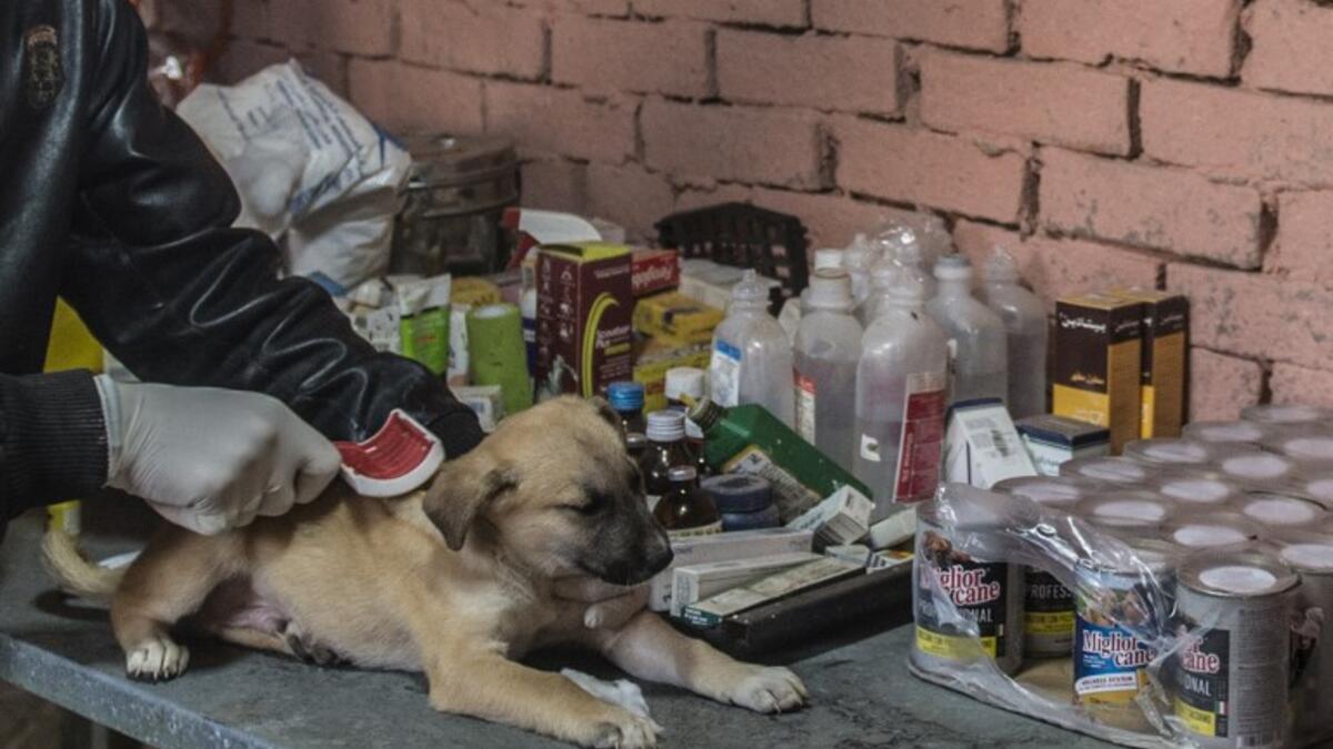 A volunteer brushes a stray dog at the HOPE shelter for stray dogs in the village of Abusir, about 20 kilometres southwest of the capital Cairo 
Khaled DESOUKI / AFP