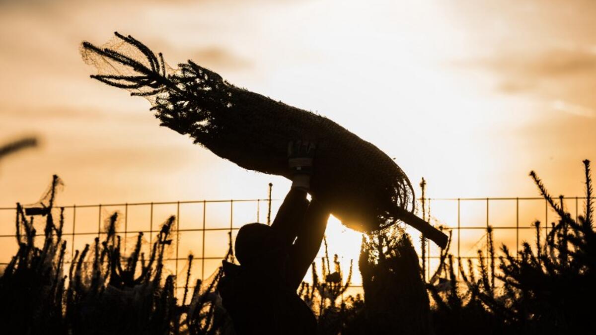 A seller carries a Christmas tree through a narrow line up of other samples towards a customer (unseen) on December 18, 2018 in Mainz, western Germany. 
Andreas Arnold / dpa / AFP