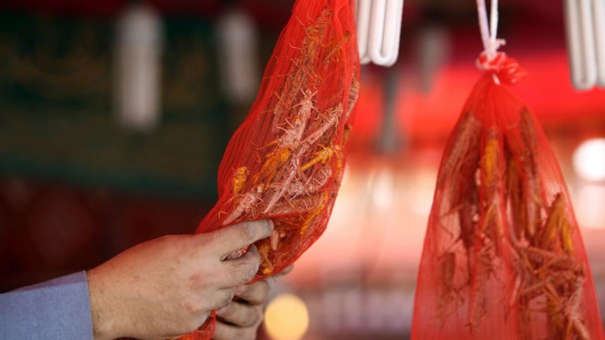 A Kuwaiti vendor holds bags filled with locusts, sold as food, at a market in Kuwait City 
Yasser Al-Zayyat / AFP