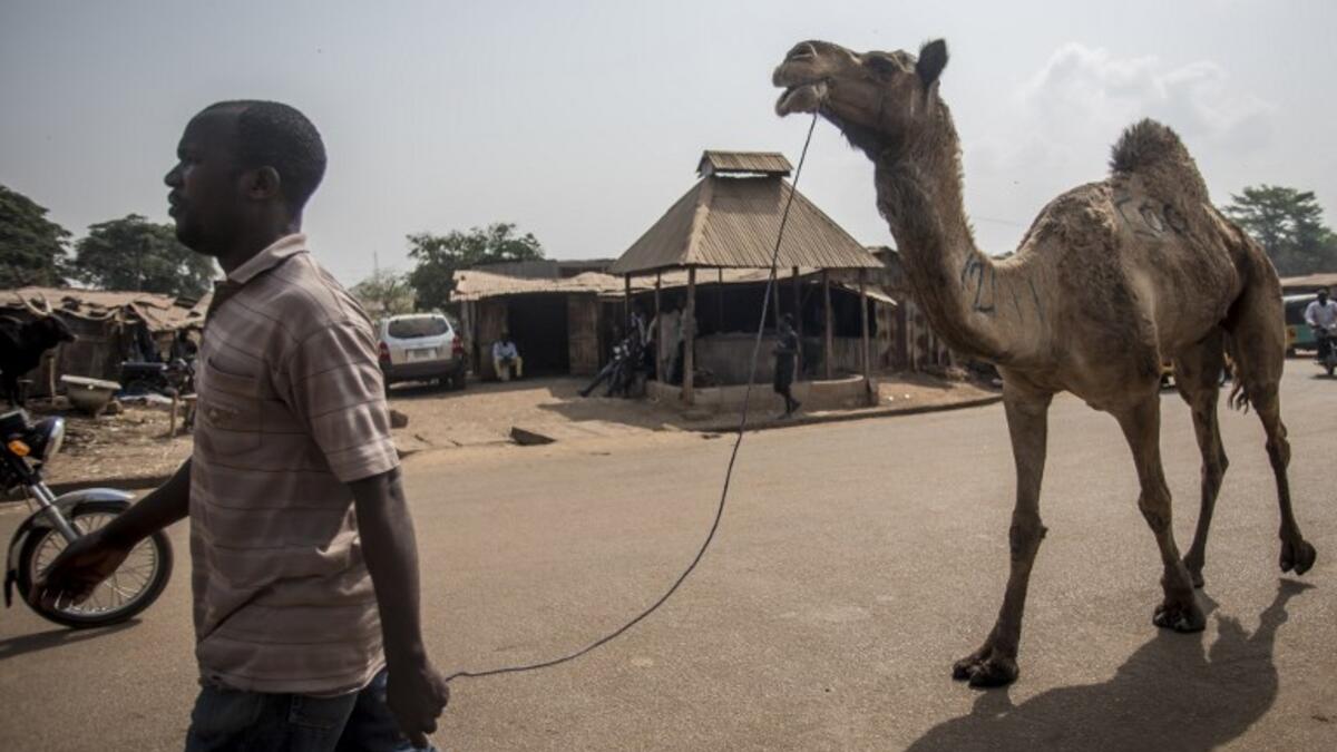 A man walks with a camel around Kaduna Abatour meat market in North KadunaCRISTINA ALDEHUELA / AFP