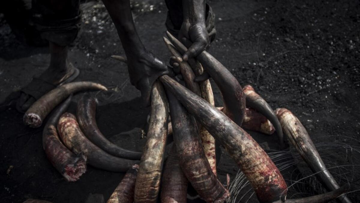 A man picks some cow horns to add them to the boiling water to clean them at Kaduna Abatour meat market in North Kaduna CRISTINA ALDEHUELA / AFP