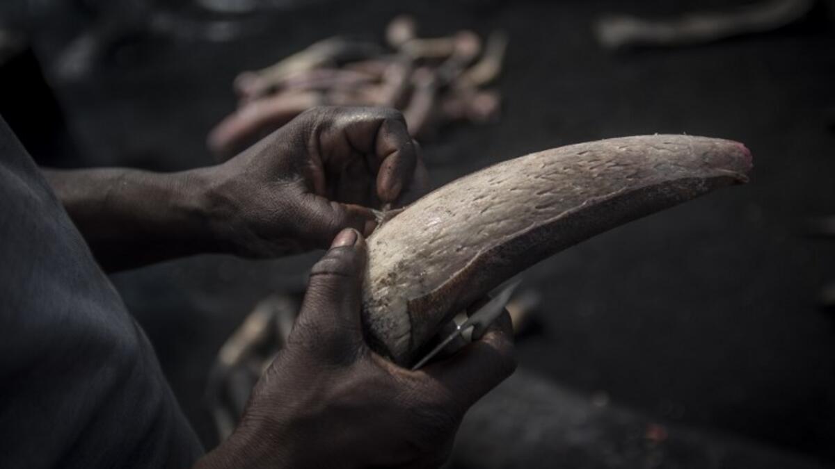 A man peels a cow horn to clean it before the boiling process at Kaduna Abatour meat market in North Kaduna CRISTINA ALDEHUELA / AFP