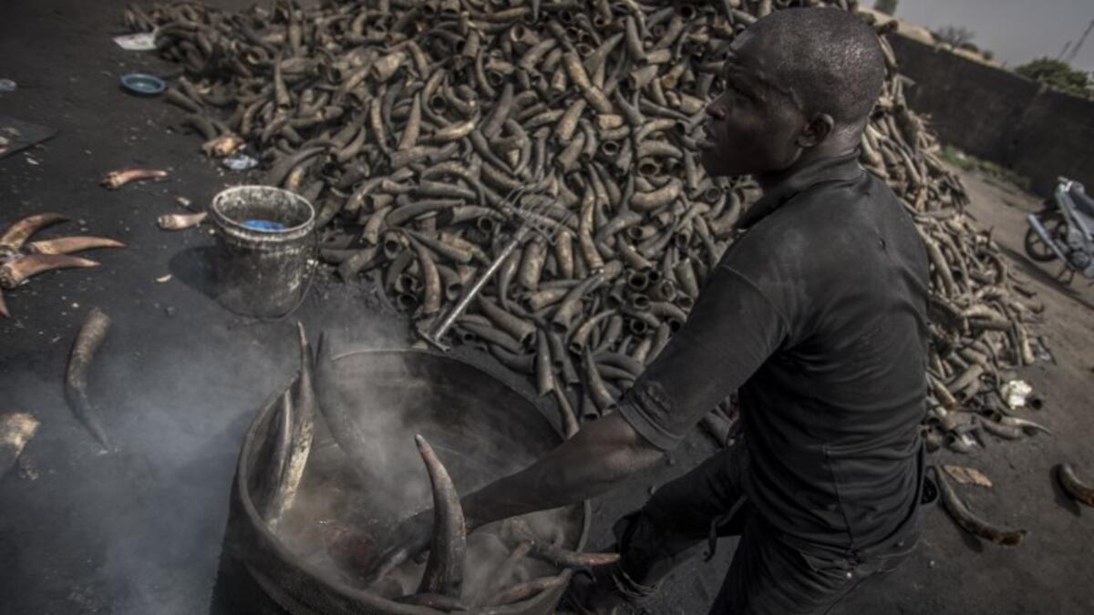 A man adds some cow horns to the boiling water to clean them at Kaduna Abatour meat market in North Kaduna CRISTINA ALDEHUELA / AFP