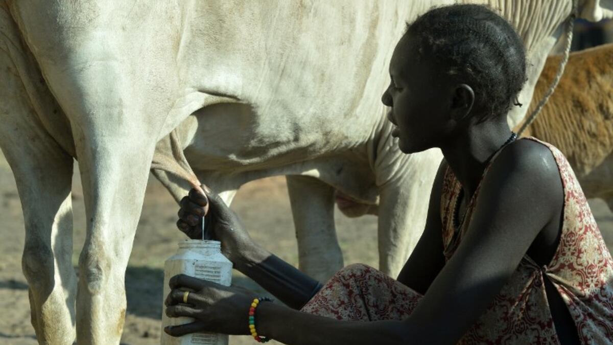 A villager milks her cow ahead of cattle vaccinations administered by the International Committee of the Red Cross (ICRC) with the help of local community workers, at Kirgui village in Udier, South Sudan 
SIMON MAINA / AFP