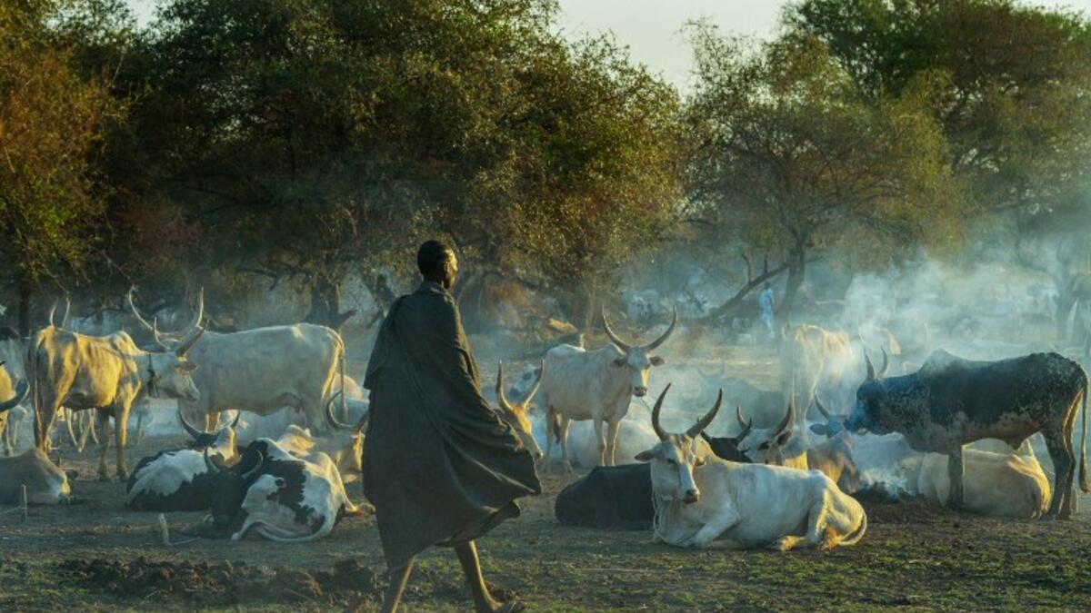 Villagers gather their cattle ahead of vaccinations administered by the International Committee of the Red Cross (ICRC) with the help of local community workers, at Kirgui village in Udier, South Sudan 
SIMON MAINA / AFP